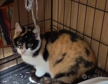 Licia gattina 4 mesi