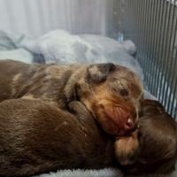 Cuccioli bassotto nano