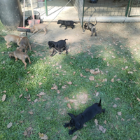 Grifo nero Valnerino cuccioli