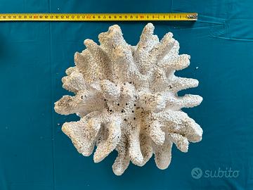 Corallo in cemento per acquario
