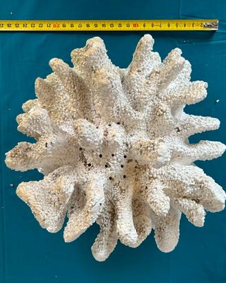 Corallo in cemento per acquario