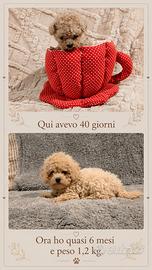 Barboncina teacup 6 mesi