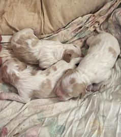 Cuccioli setter inglese