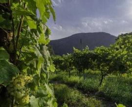 Azienda Agricola con terreno a Mazara del Vallo