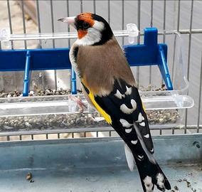 Cardellino maschio da canto