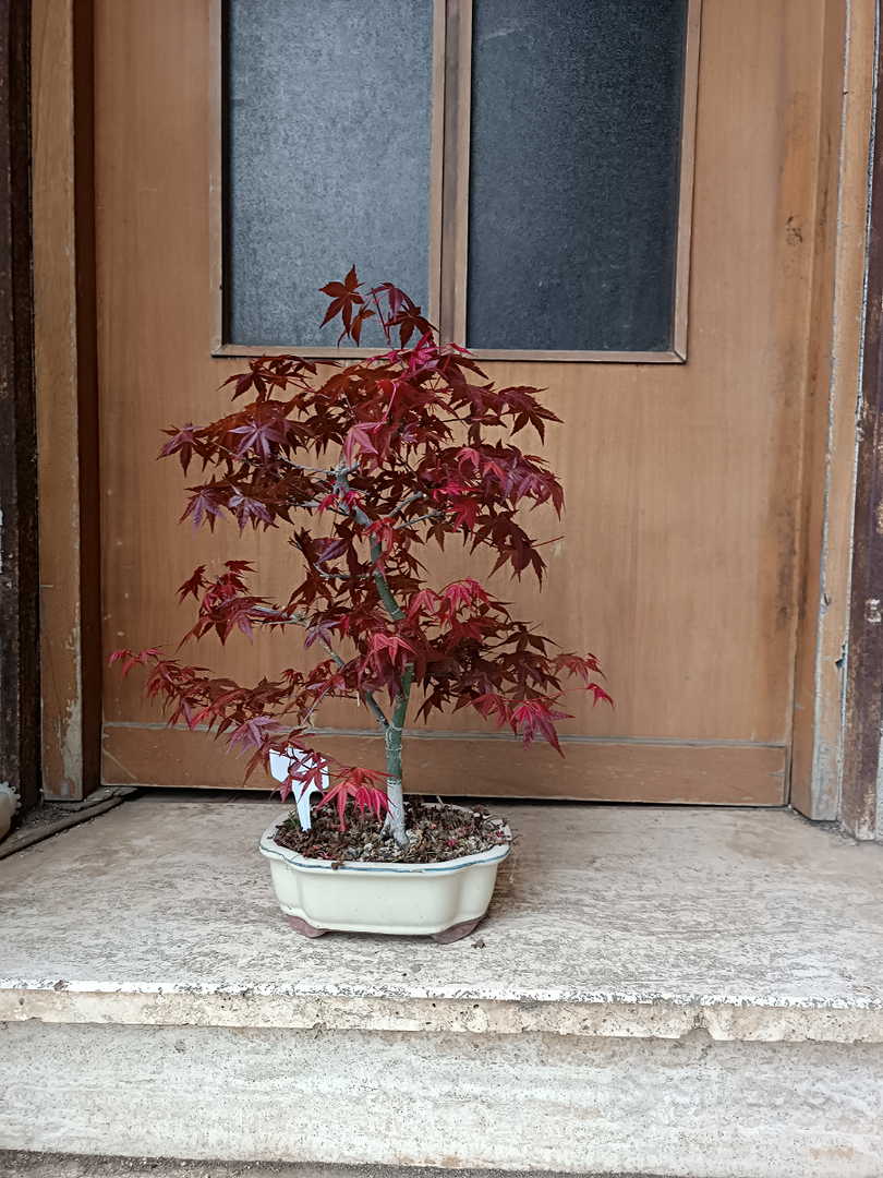 Bonsai acero rosso palmato deshojo - Giardino e Fai da te In vendita a Roma