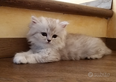 Scottish highland fold & stright