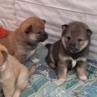 Shiba inu cuccioli con pedigree