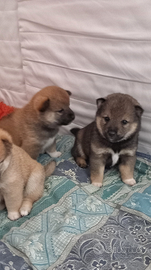 Shiba inu cuccioli con pedigree