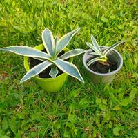 Piante agave tinta unita e variegate