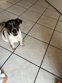 Jack russell