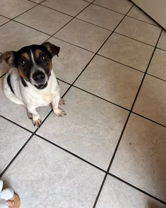 Jack russell