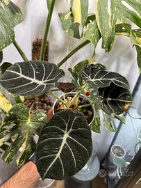 Alocasia Black Velvet in semi idroponica con pon