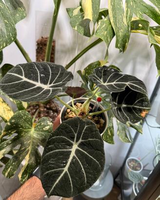 Alocasia Black Velvet in semi idroponica con pon