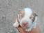 Immagine 4