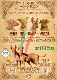 Cuccioli di Cirneco dell'Etna con pedigree
