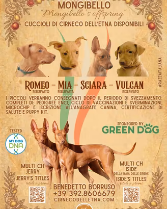 Cuccioli di Cirneco dell'Etna con pedigree