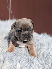 Bulldog francese blu merle