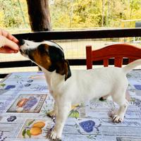 Jack russell terrier cuccioli pedigree roi