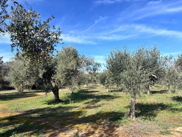 Terreno con Uliveto in zona san Cataldo