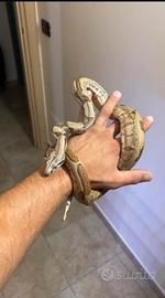Boa constrictor imperator 2024