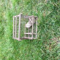 Gabbia uccellini vecchia