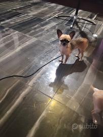 Poi chihuahua mini Toy
