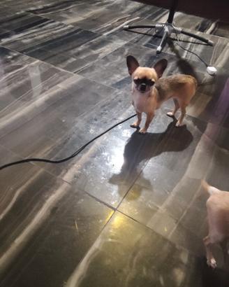 Poi chihuahua mini Toy