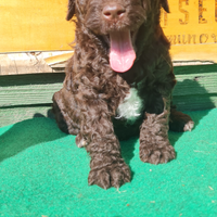 Cucciolo lagotto romagnolo