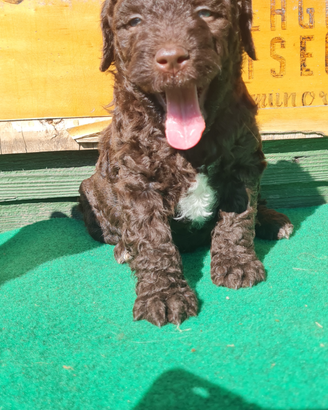 Cucciolo lagotto romagnolo