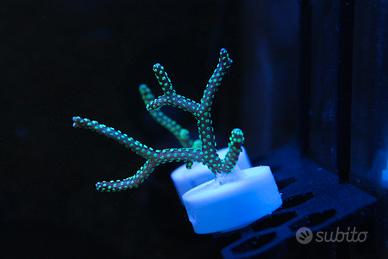 Seriatopora caliendrum