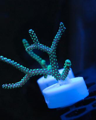 Seriatopora caliendrum