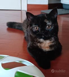 gatti Persiani exotic shorthair 
