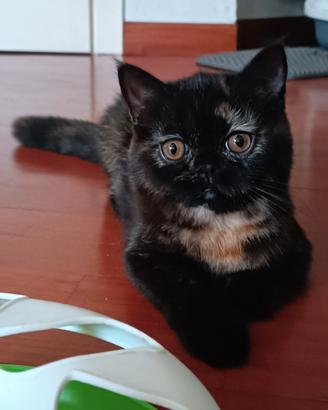 gatti Persiani exotic shorthair 
