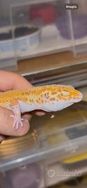 Gechi leopardini