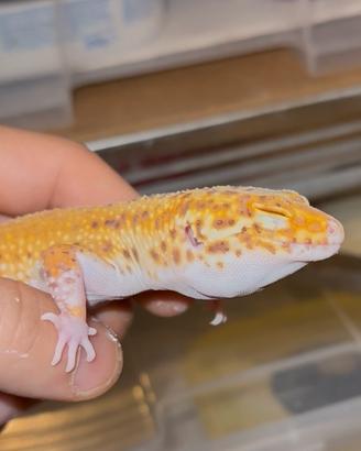 Gechi leopardini