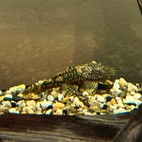Pesci Ancistrus (Pulitori)