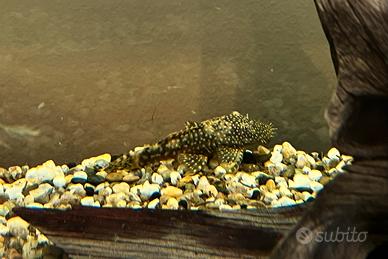 Pesci Ancistrus (Pulitori)