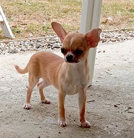 Chihuahua maschio con pedigree