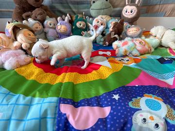 Chihuahua mini toy