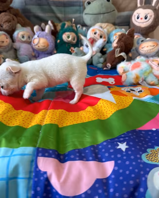 Chihuahua mini toy