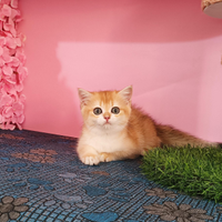 Femmina British Shorthair golden