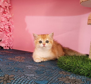 Femmina British Shorthair golden