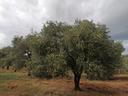 alghero-ampio-terreno-con-alberi-di-ulivo