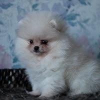 Spitz Pomeranian femmina