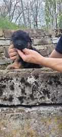 Vendita cuccioli di pastore tedesco