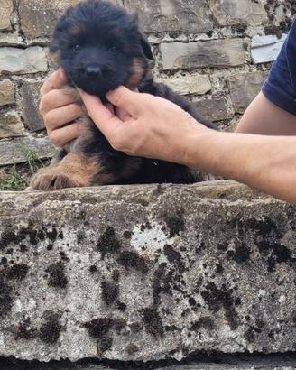 Vendita cuccioli di pastore tedesco