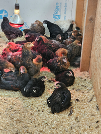 Pulcinotti brahma cocincine giganti moroseta