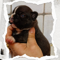 Bouldogue francese pedigree Enci