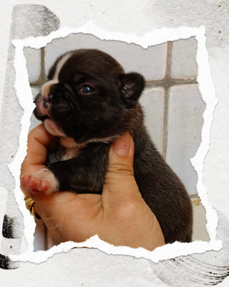 Bouldogue francese pedigree Enci